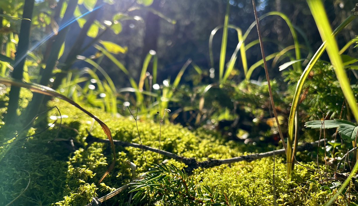 linsen's tweet image. 