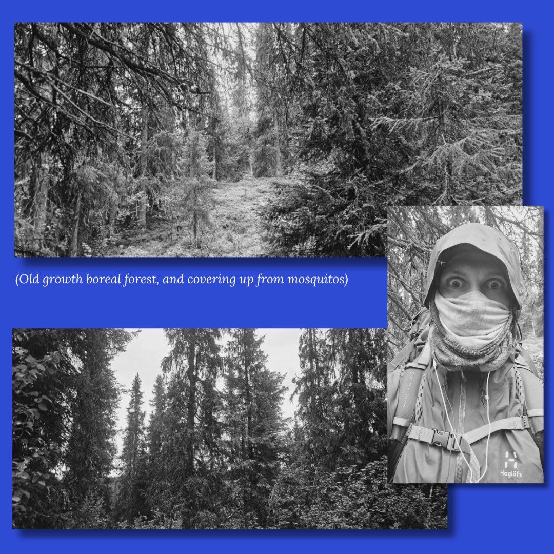 Mechanimal tweet media