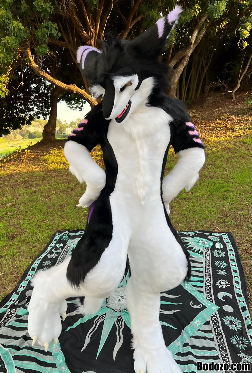 Some photos of him together with the body! 
Modeled by <a href="/SharkosMarcos/">Marcos 🦈🐶</a> 🧀
#sergal #sergalfursuit #fursuitmaker
