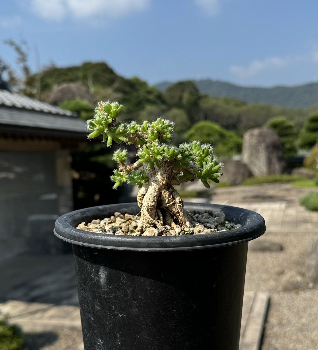 masanobu0312's tweet photo. Trichodiadema densum 紫晃星

痺れるねぇ。 https://t.co/cWWKuhRcJp