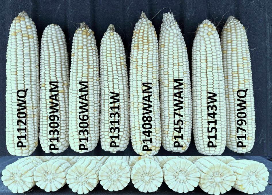 wardynmi's tweet photo. Pioneer's industry leading white corn lineup for 2025.   @PioneerSeeds https://t.co/QGAtuYDC7S