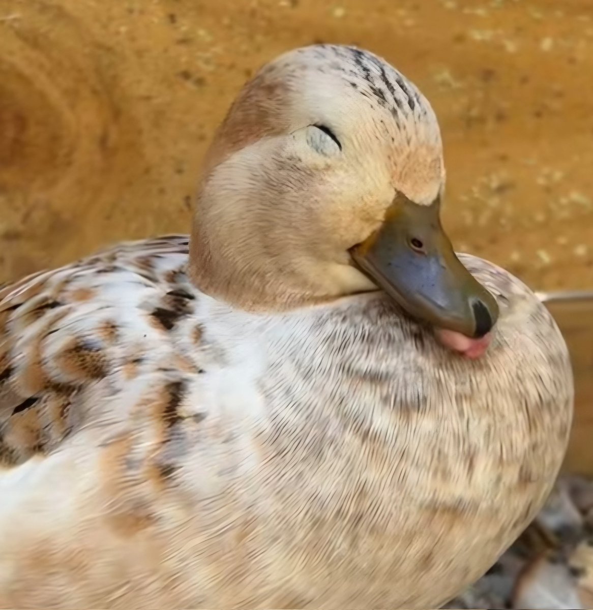 Victowie's tweet photo. A rare duck #mlem https://t.co/A5X4VgDNFn