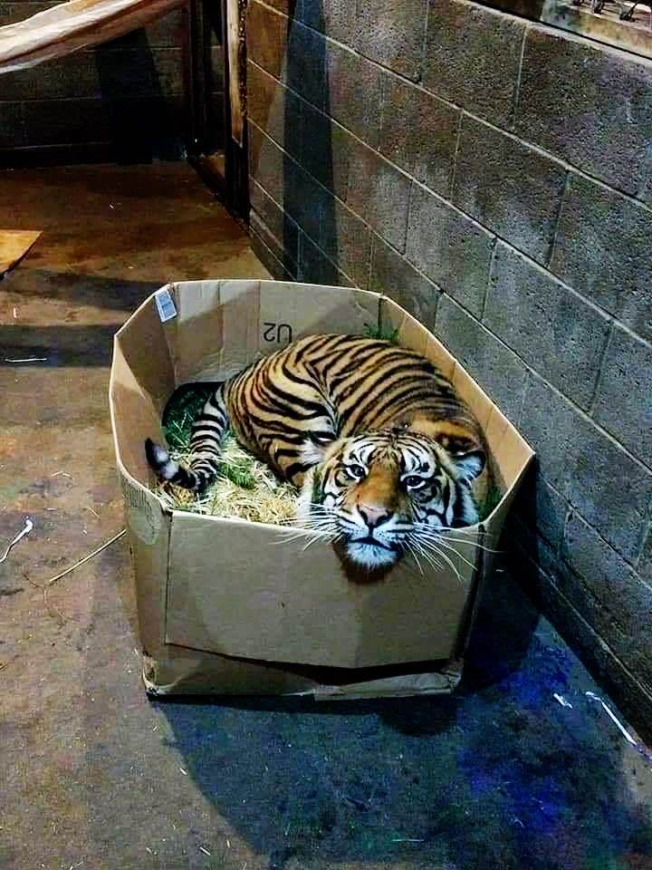 big cats cardboard boxes