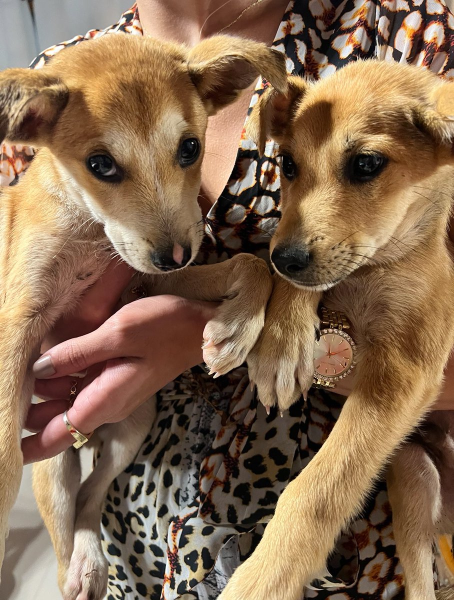 En adopción responsable RP <a href="/Nouhadkhouri/">D&T Productions ®️</a>: ayúdanos a conseguirles un hogar a nuestros cachorritos hermosos rescatados de un torrencial que los arrastraba , están en Caracas 04143167894 tienen apróximadamente 3 meses . Super cariñosos y tranquilos