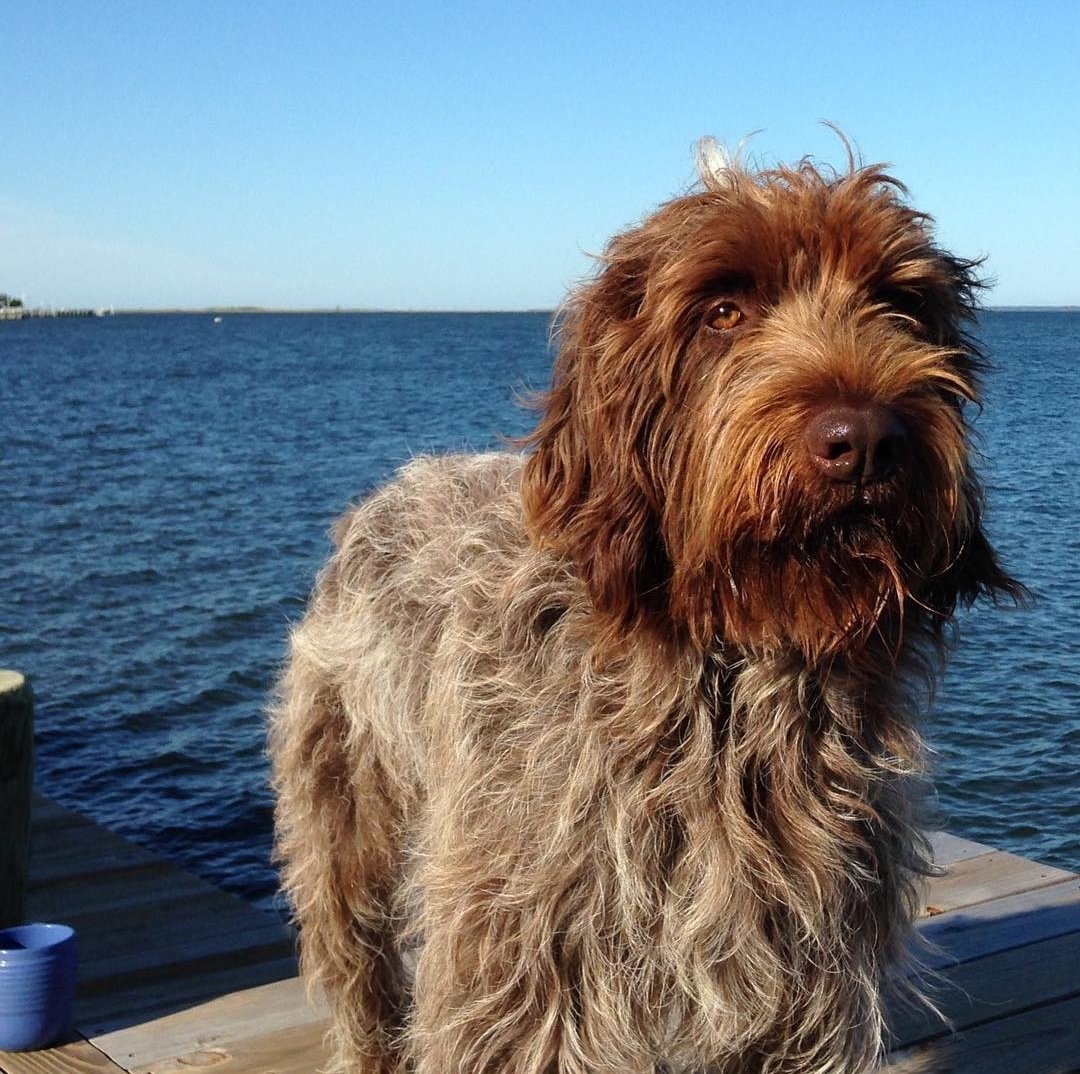 Today is sad for mine family: we said goodbye to Uncle Oskar, who was a good good boy. We will all miss him very very much but mine mom has extra sads becos they were best frens for a very long time, before she ever met me or dad! Ancient histories!!