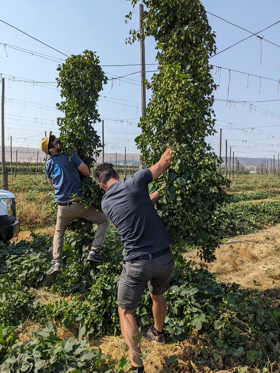 Synthetic Unity (@betafan7) on Twitter photo Pulling down the last of Roy Farm's Strata with Tristan from <a href="/SingleHillBeer/">SingleHillBrewing</a> for Fresh Hop Rodeo! Strongly recommend long-sleeve shirts for this Pulling down the last of Roy Farm's Strata with Tristan from <a href="/SingleHillBeer/">SingleHillBrewing</a> for Fresh Hop Rodeo! Strongly recommend long-sleeve shirts for this