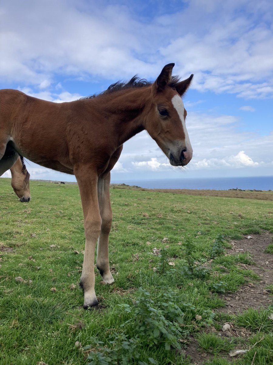 One of main reasons I fell in love with Lundy island was due to the Lundy ponies and meeting this little dude last week was such a treat.