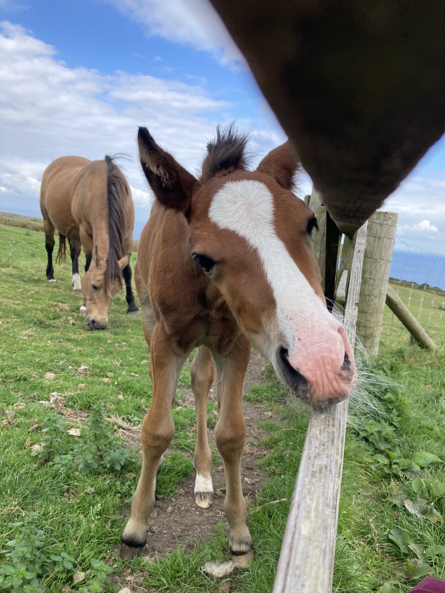 ReallyWildT's tweet photo. One of main reasons I fell in love with Lundy island was due to the Lundy ponies and meeting this little dude last week was such a treat. https://t.co/EcUfWO9S7r