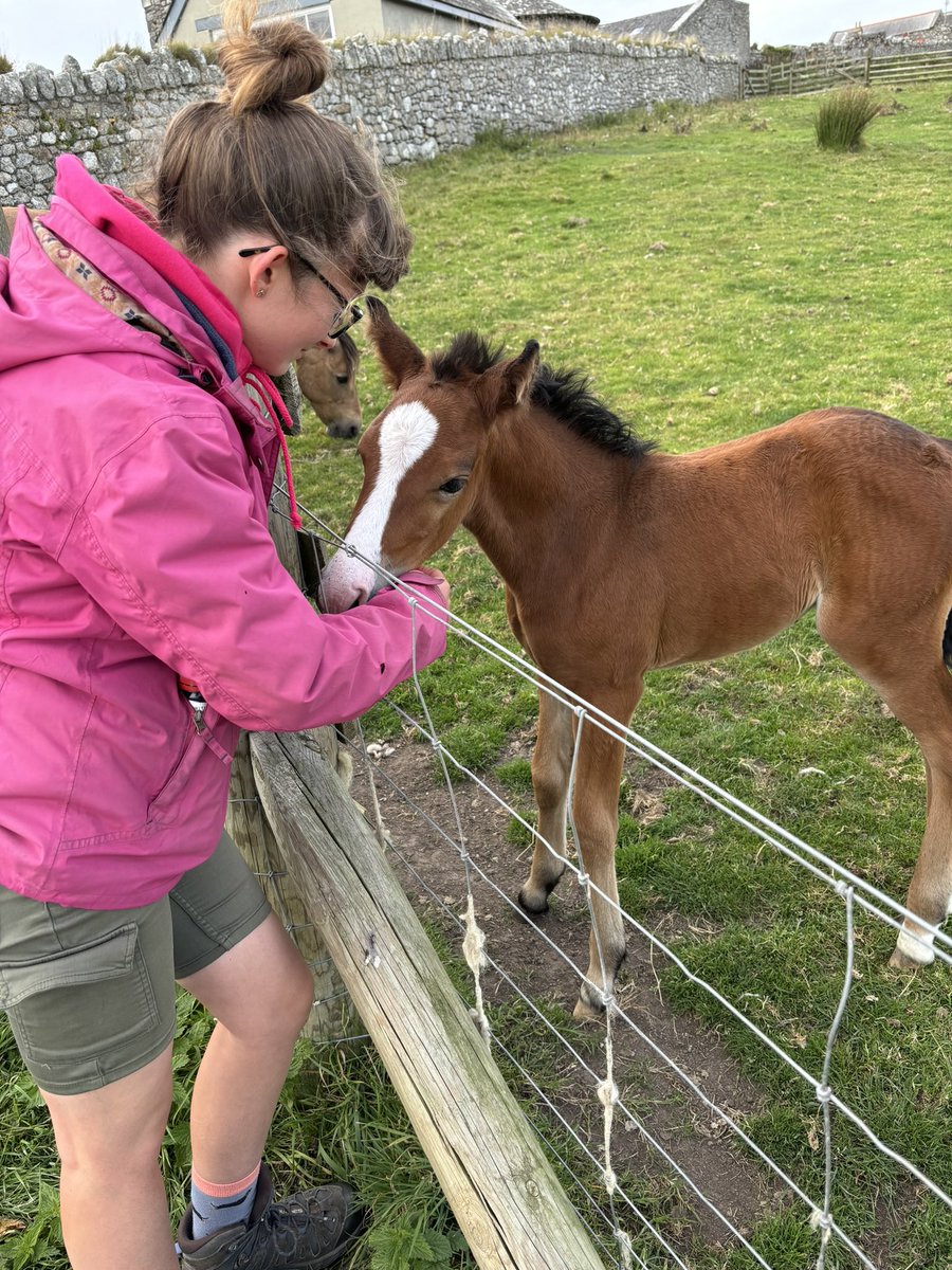 ReallyWildT's tweet photo. One of main reasons I fell in love with Lundy island was due to the Lundy ponies and meeting this little dude last week was such a treat. https://t.co/EcUfWO9S7r