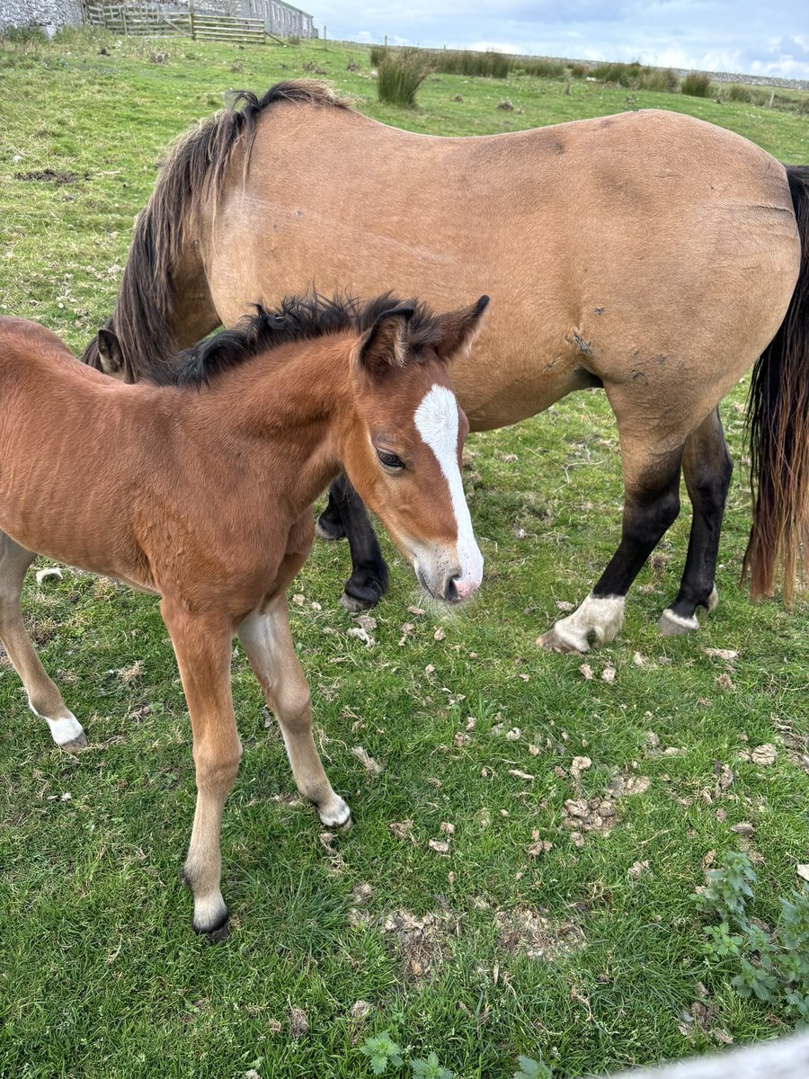 ReallyWildT's tweet photo. One of main reasons I fell in love with Lundy island was due to the Lundy ponies and meeting this little dude last week was such a treat. https://t.co/EcUfWO9S7r