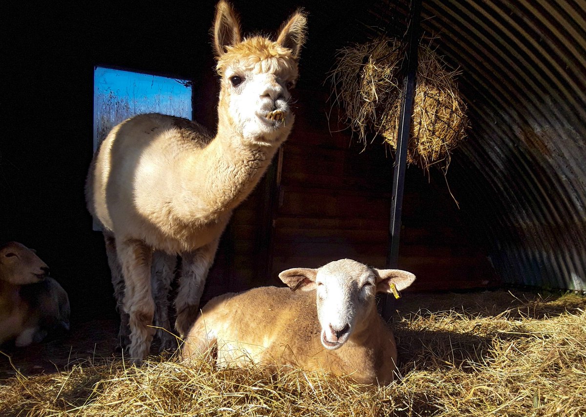 chris_alpacas's tweet photo. Another very sad day for me as my lovely Thelma was helped over the rainbow bridge. This year has been the pits for me and my animals, I've lost 2 hens, my gorgeous girl Precious and now my funny and characteristic Thelma. #RIPThelma miss you so much #SheepofTwitter πππ https://t.co/ORvTWq2jnb