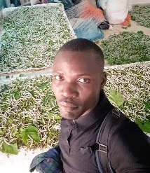how sericulture is succeeding in Benin
Did you know that sericulture is more profitable than poultry and other livestock? 
A single address for all information 
+2299611393
+22995618635