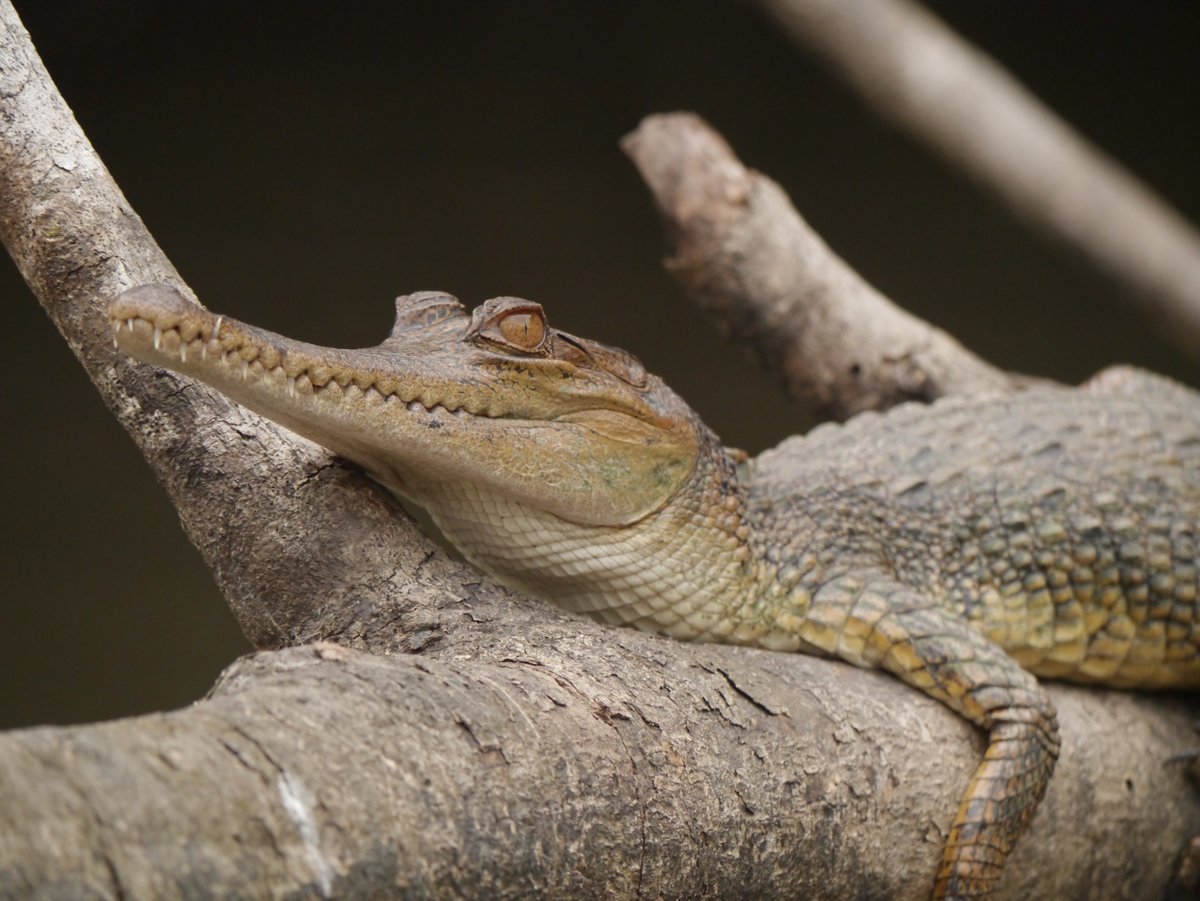 📢 New funding opportunity! Our Central Africa Regional Program has announced the FY24 Bushmeat Funding Opportunity to address the threat of the illegal urban bushmeat trade of protected species. Proposals are due November 18, 2024. 

👉 Learn more: ow.ly/EIJ950Tj5Fj