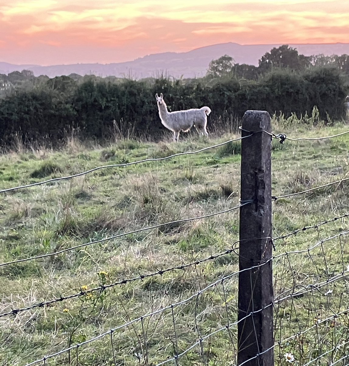Got stalked by a Llama today.