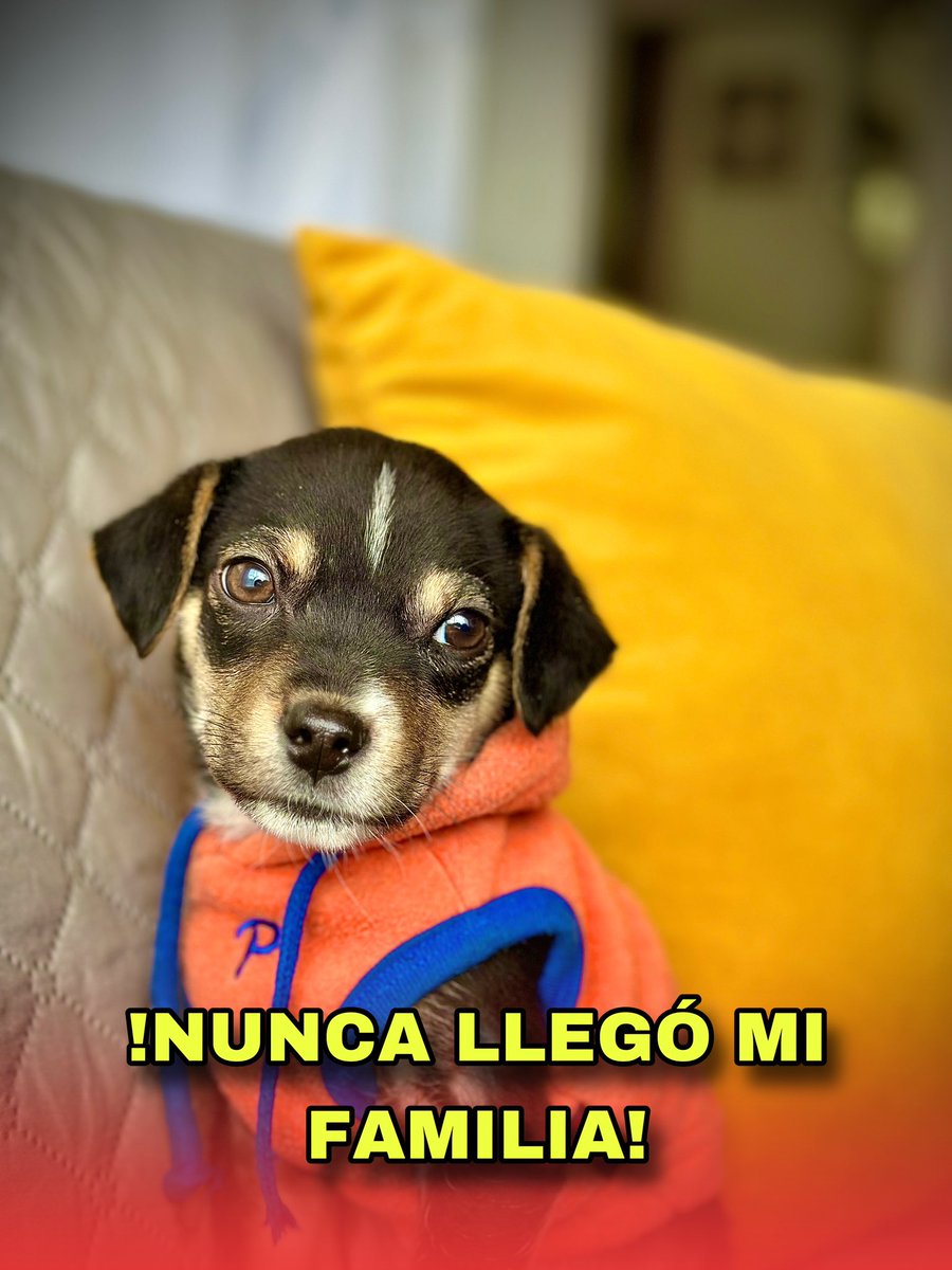 BUSCAMOS UNA FAMILIA DEFINITIVA 🙏🏻

Nuestro pequeño Pimentón después de esperar días enteros a quienes hicieron su proceso de adopción completo, empieza de nuevo la búsqueda de una verdadera familia adoptiva para toda su vida!