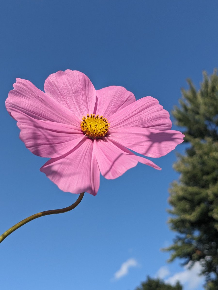 ˖⁺‧₊Lady Lee tweet media