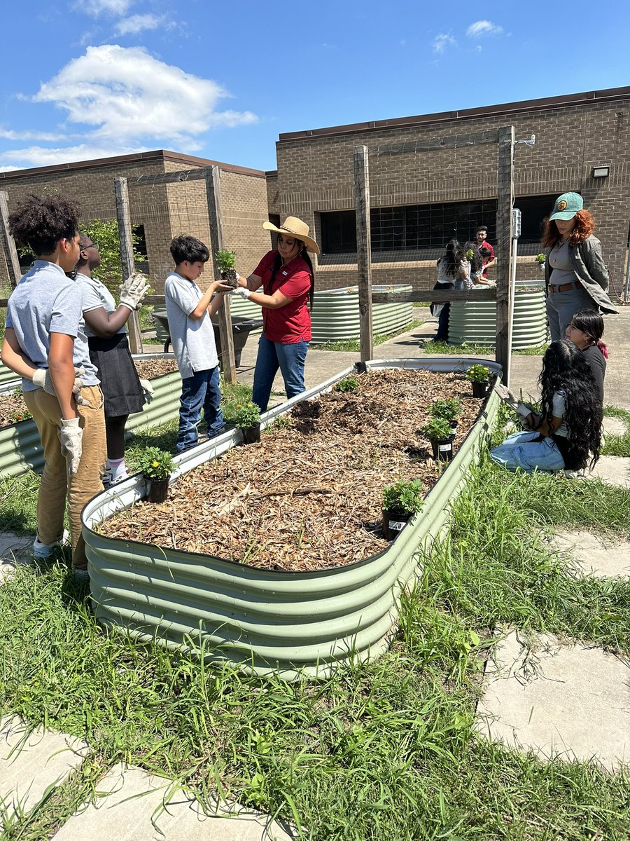 When the sky is finally clear enough to go outside and work in the garden, ❤️ We love the rain and the sun. Learning the value of planting marigolds (ask a student). Thanks <a href="/acts_cbo/">ACTS</a> and SCA!  <a href="/HollandHISD/">Holland Middle School</a>