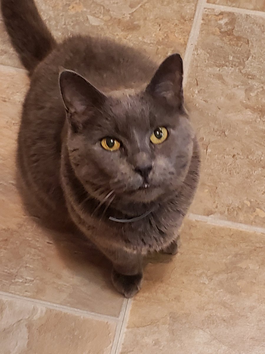 KitsuRain's tweet photo. Just got home from having to put our cat down. Rest in peace Pudge you were the best cat. 🐈🪽 https://t.co/ZsCWvOJpl8