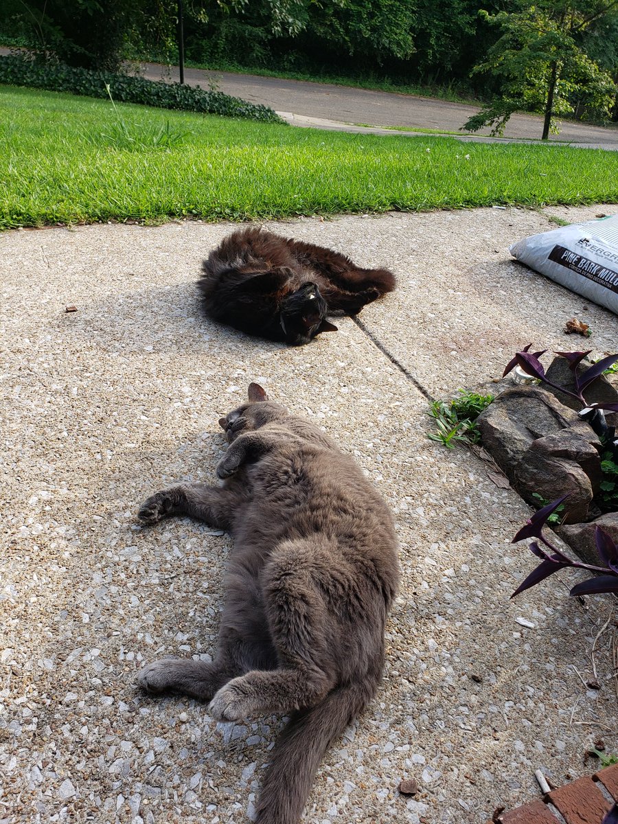 KitsuRain's tweet photo. Just got home from having to put our cat down. Rest in peace Pudge you were the best cat. 🐈🪽 https://t.co/ZsCWvOJpl8