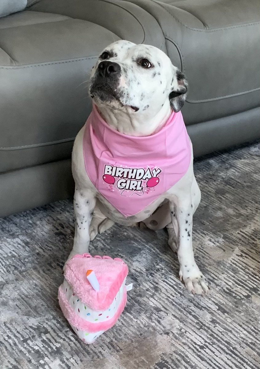 DJ_LAteacher's tweet photo. It’s Adrian’s birthday!  She is 2 years old today and the sweetest little girl in the world!  We are so lucky to have her RESCUE and CHOOSE us to be her family! 💕#Asd4all  #ITBeBrave https://t.co/1g2ihGPYUg