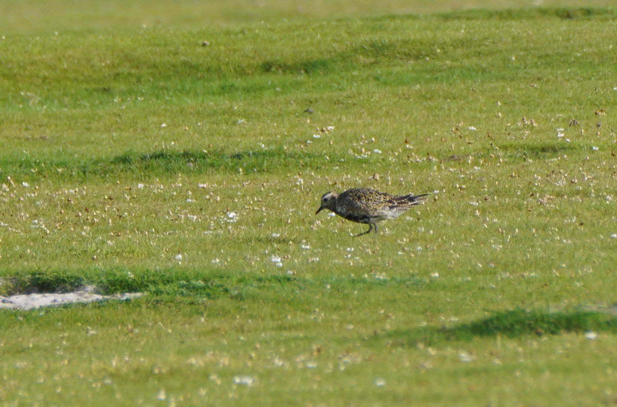 AlMcNee's tweet photo. Some of the good birds seen on North Ronaldsay in recent days: Booted Warbler; American Golden Plover; Pied Flycatcher and Bluethroat, https://t.co/YGbaU4Lq2z