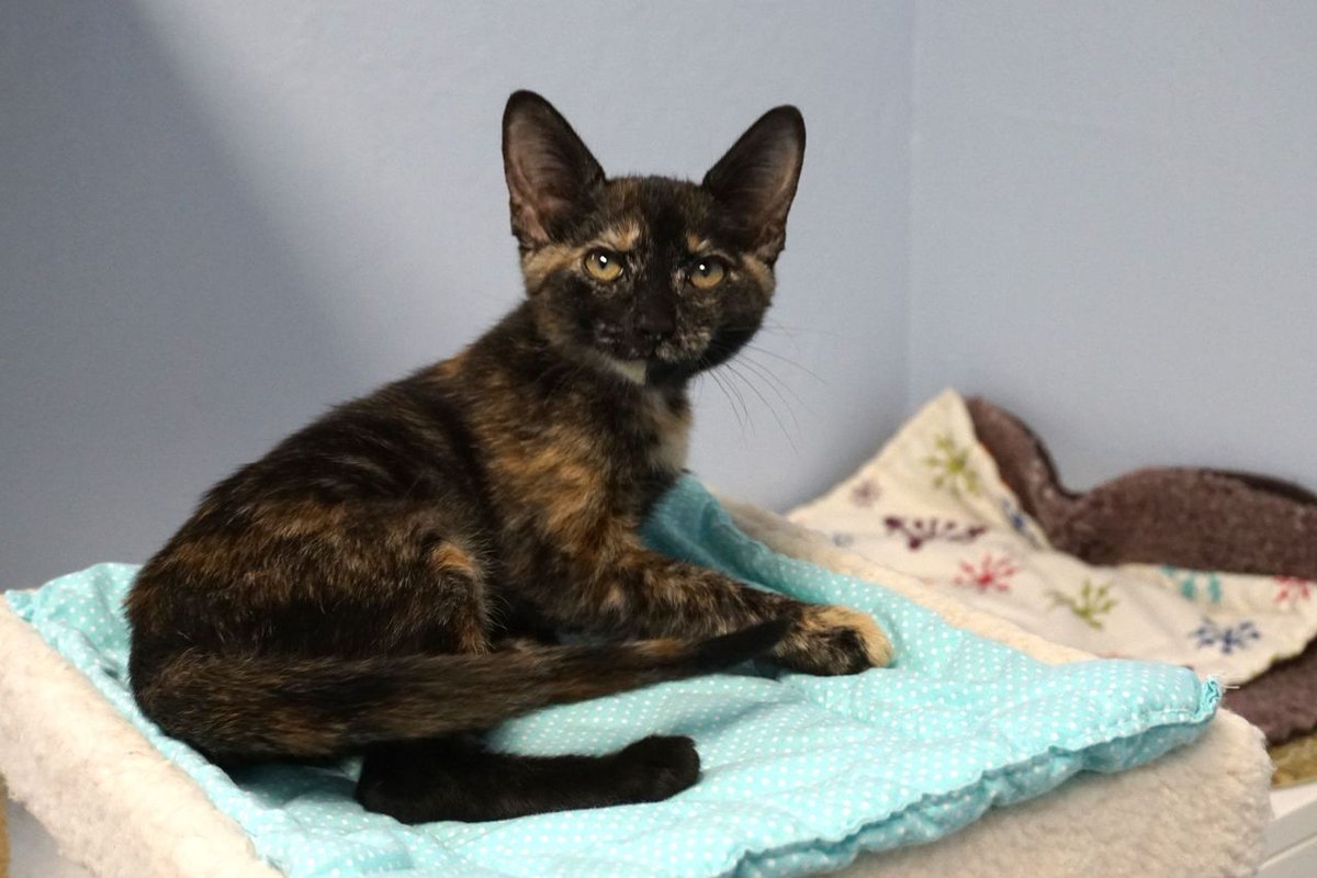 FearlessKitty12's tweet photo. Introducing Edna. This sweet, beautiful girl is 2 months old. She was raised by her momma in a colony but was too sweet to stay on the streets. Look at that face! She would love to meet you! Schedule your meet and greet today. #RescueKitten #MeetAndGreet #SweetKitty #KittenLove https://t.co/BqX0PgzZaw