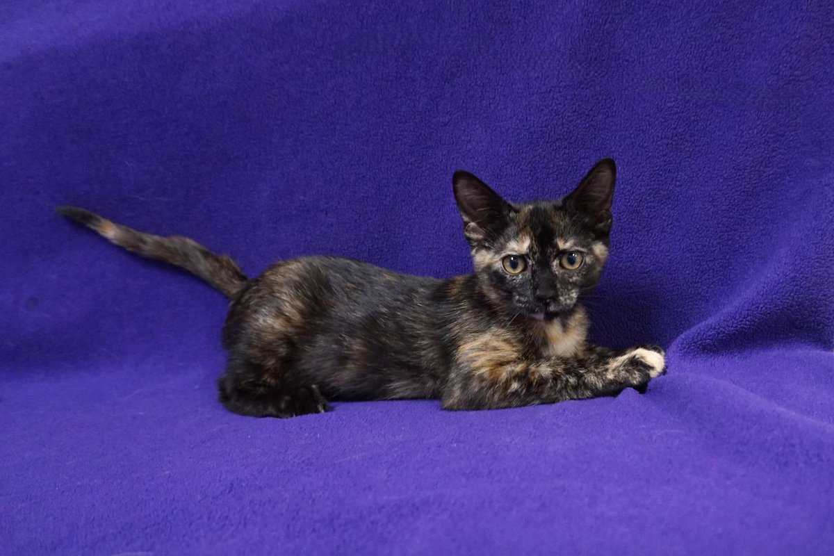 FearlessKitty12's tweet photo. Introducing Edna. This sweet, beautiful girl is 2 months old. She was raised by her momma in a colony but was too sweet to stay on the streets. Look at that face! She would love to meet you! Schedule your meet and greet today. #RescueKitten #MeetAndGreet #SweetKitty #KittenLove https://t.co/BqX0PgzZaw