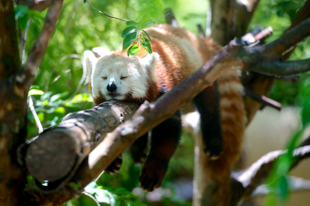 taphouse_philip's tweet image. Despite their name, red pandas aren&apos;t closely related to giant pandas. They belong to their own unique family called Ailuridae. #pandafacts