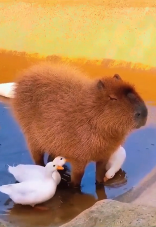 Capy Finance tweet media