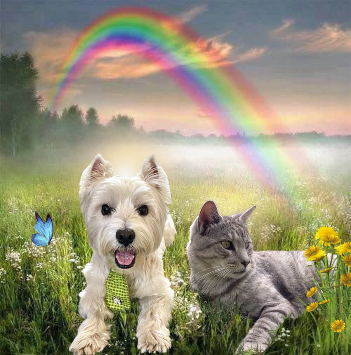 ThorSelfies's tweet photo. Somewhere Over The Rainbow Bridge two handsome dudes are hanging out. Pals Forever! Zombie Squad Forever! πΎπ©΅πΎππ #ZSHQ #ZSHC @ZeroRice1012 https://t.co/rbuGmv5BYq