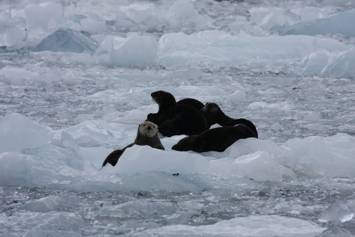 Prof. Mary-Anne Lea tweet media