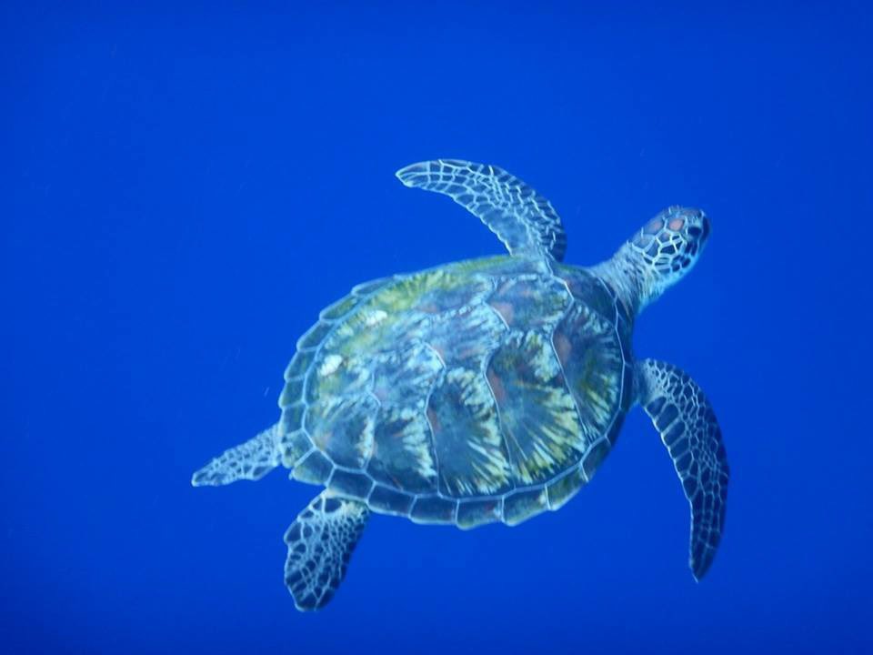 Prof. Mary-Anne Lea tweet media