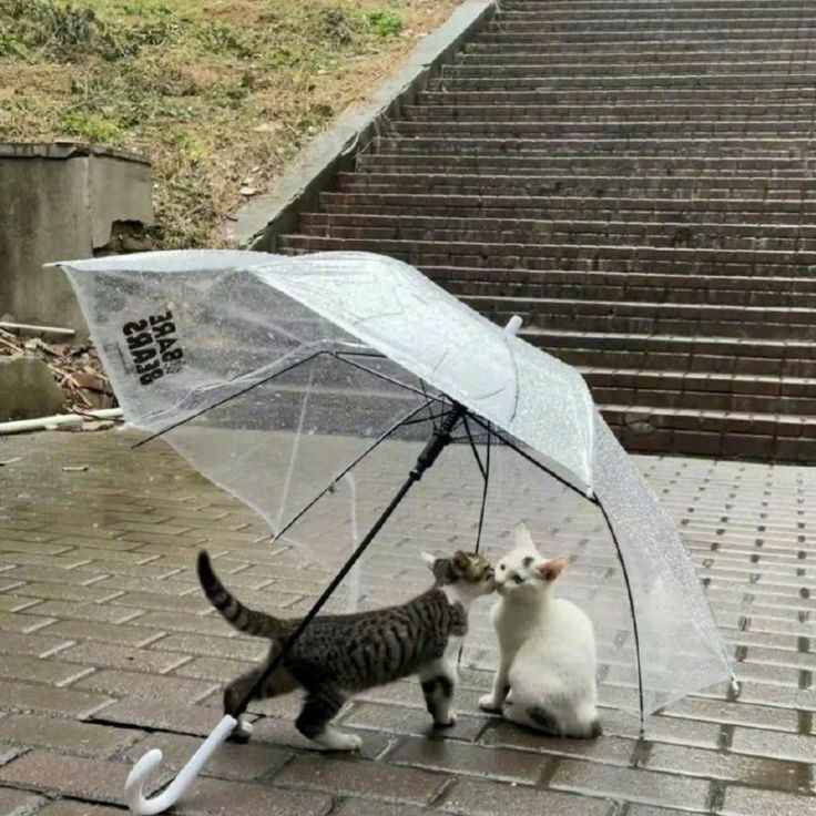 cubchu_'s tweet photo. Meow https://t.co/1UUj3l74RG