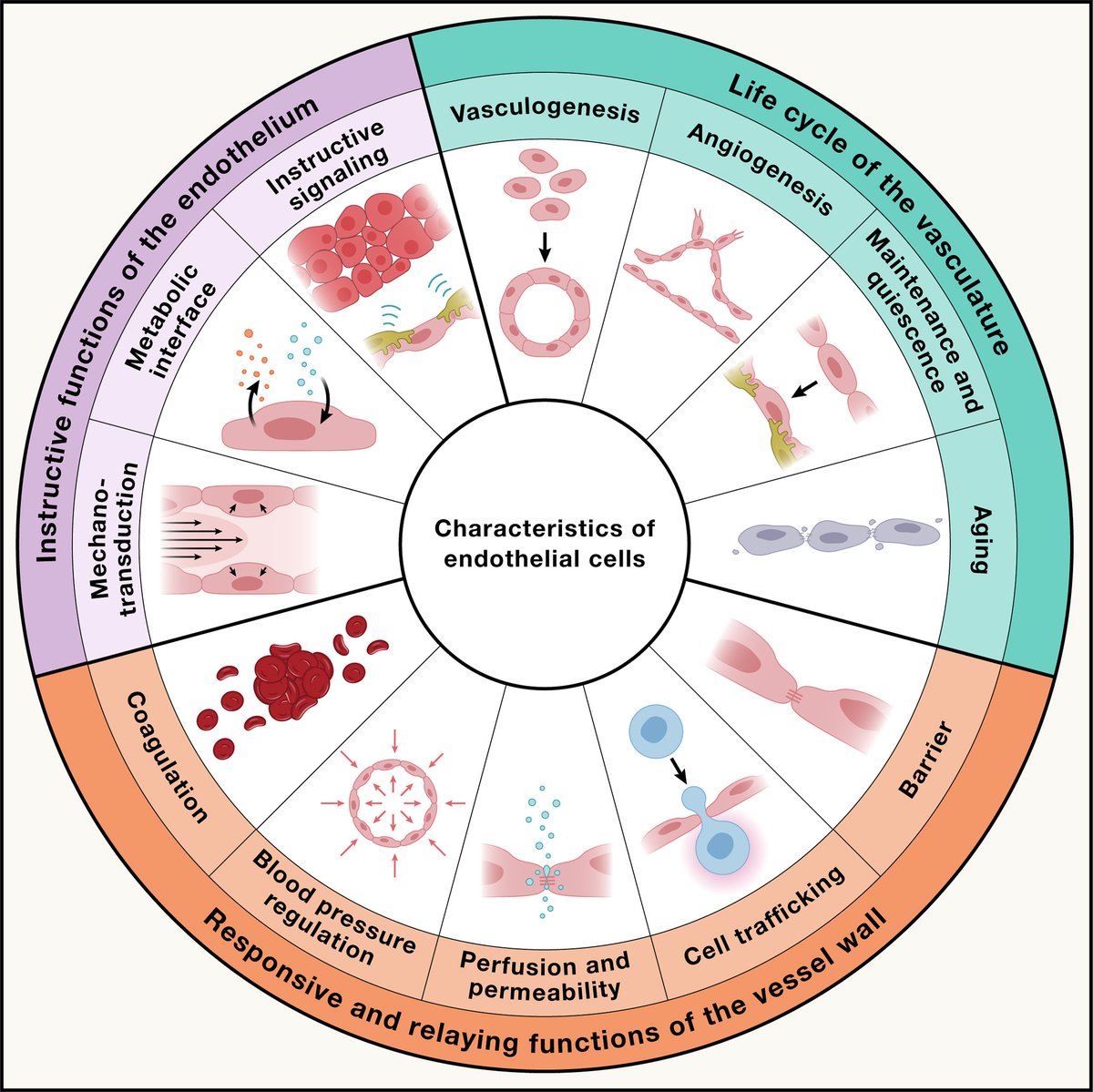 Get a systems view 🔭 of the vascular endothelium in health and disease! 

Drs. Hellmut Augustin and Gou Young Koh share a holistic view of the field of vascular research and review the diverse functions of blood-vessel-lining #endothelial cells during the life cycle of the