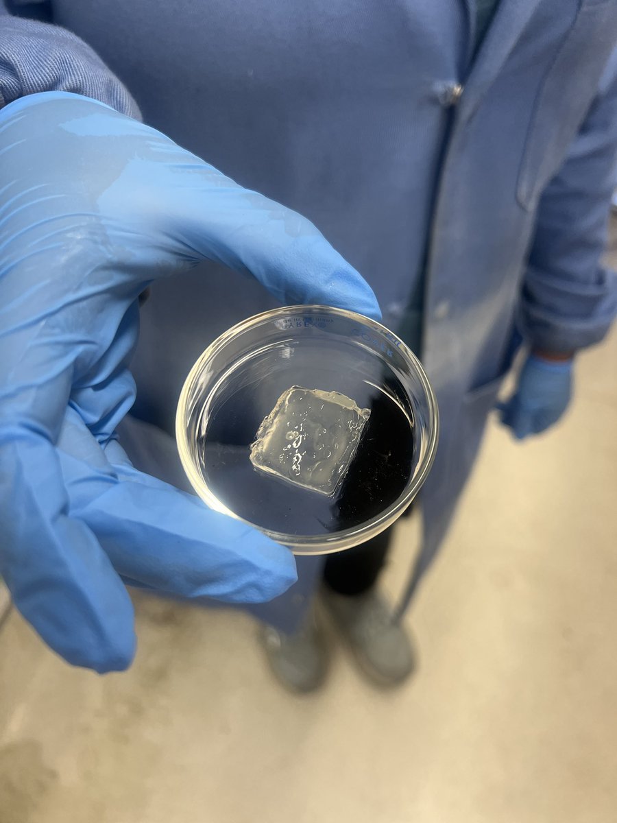 Chandeni, a second year in our group, made and cured a carboxymethyl chitosan polyHIPE hydrogel that is holding its shape beautifully!
