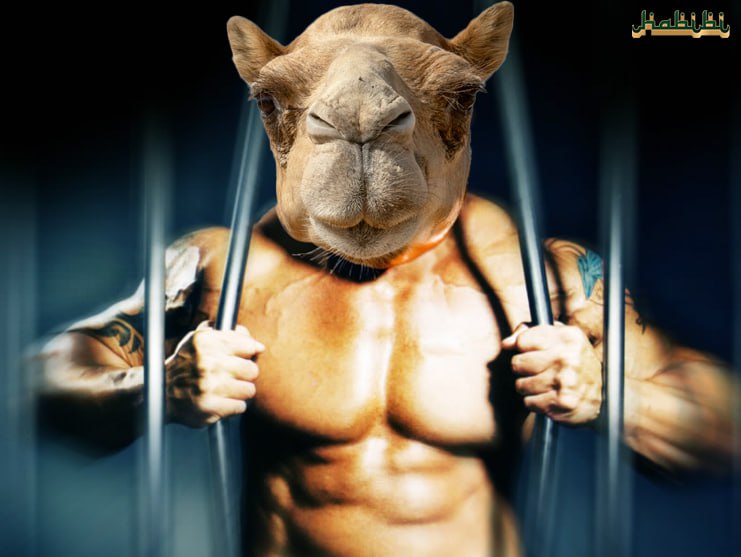 $Habibi GoBigOrGoHome