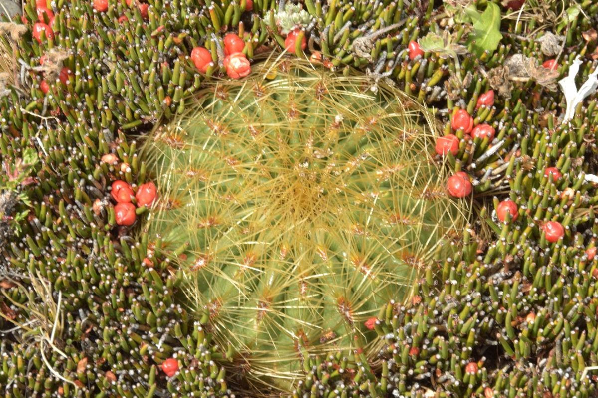 CactusSucculent's tweet photo. CactusWorld LIVE
Tue 10 Sept 7:30 PM (BST)
Impressions from my Trip to Northern Peru with René Deubelbeiss: we’ll see #Haageocereus, #Melocactus, #Oroya and #Milan
All welcome ... !!
https://t.co/9FeAHjdERP https://t.co/x2FyvbANqI