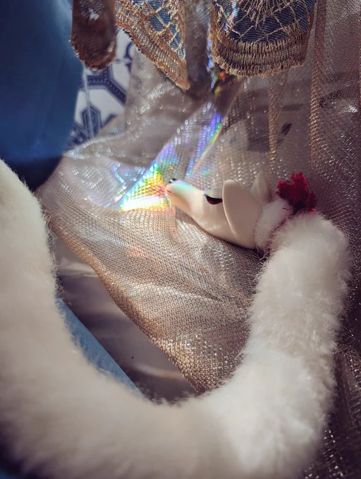 おはようございますん!今日は朝日の角度と水槽がいい位置で部屋にたくさんの虹が映ってますん管狐の住処にも 