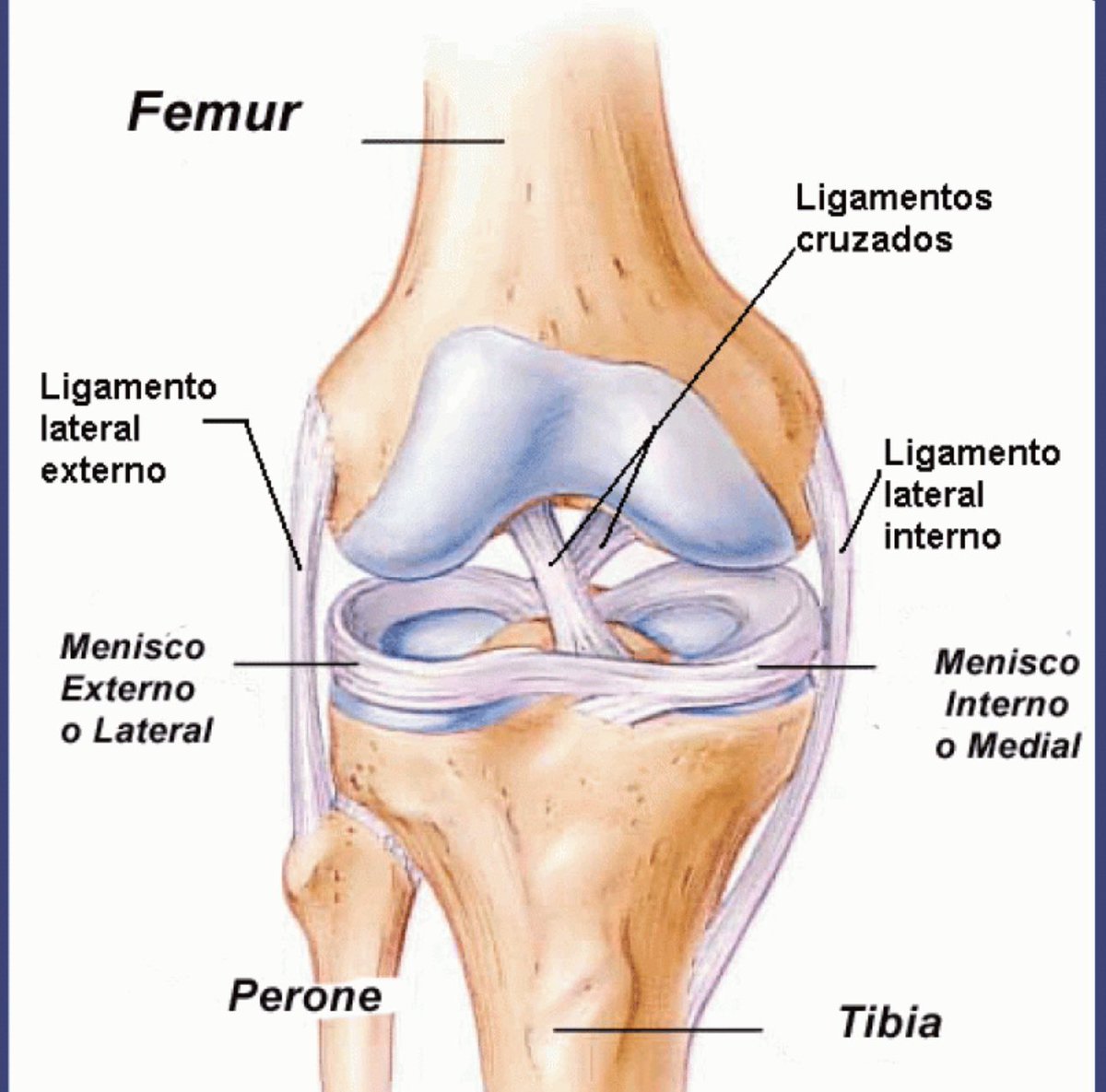 El ligamento lateral interno (LLI) es una banda de tejido en el interior de la rodilla.