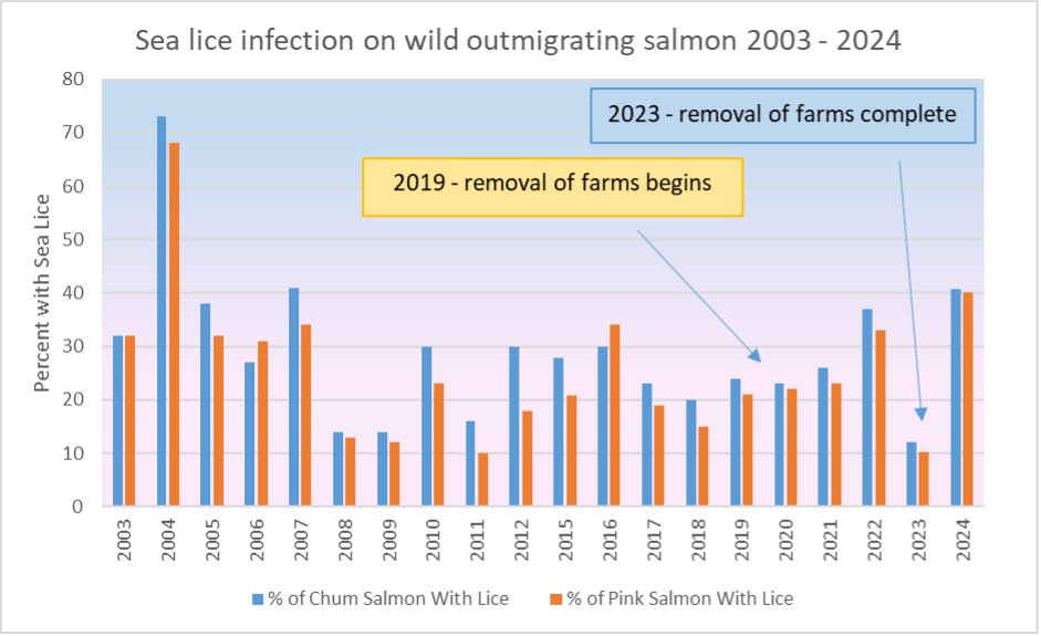 2024 data from the Broughton Archipelago support that salmon farms do not impact sea lice levels on wild salmon. 

The variability in the percentage of sea lice on wild Pacific salmon remains unchanged despite the removal of salmon farms in the area.  

The average intensity