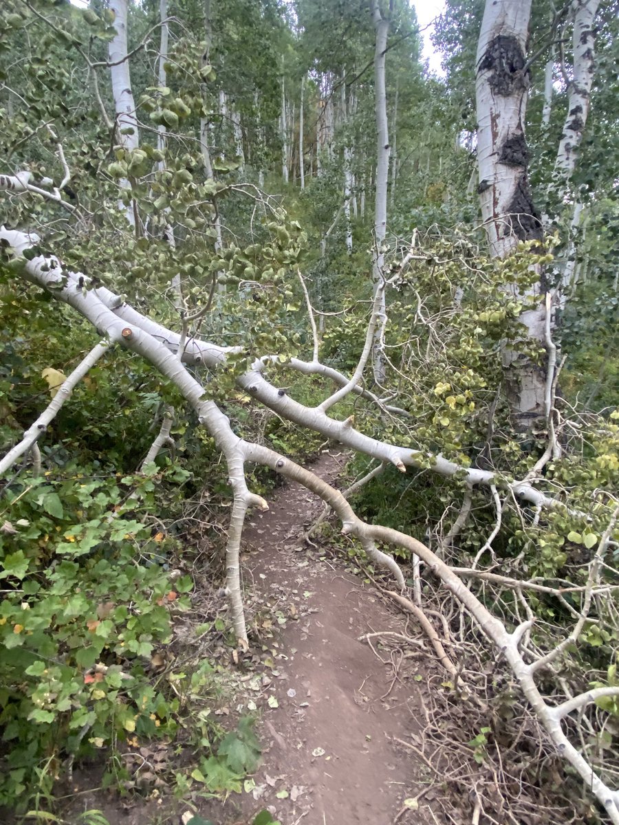 MichaelLab06's tweet image. This large Aspen is blocking the Butler Fork trail in Big Cottonwood Canyon about .75 miles up trail. Please forward to the correct staff. Please also have an amazing day and week. Thanks a ton!!! #Utah #Wasatch @usfs_r4 @USFSRockyMtns @usfs