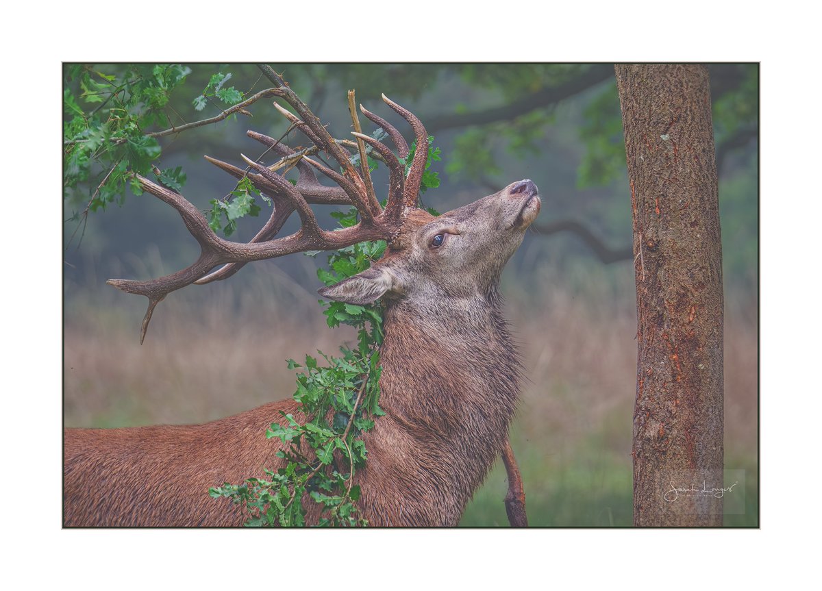 MiradorDesign's tweet photo. Preparation #Sharemondays2024 #fsprintmonday #BBCWildlifePOTD #appicoftheweek
#RedDeer #stags are stripping leaves from trees as high-energy food in preparation for #TheRut! They're already getting feisty & noisy so please give them plenty of space #nature #wildlife #BushyPark https://t.co/CwUDrWzrdd