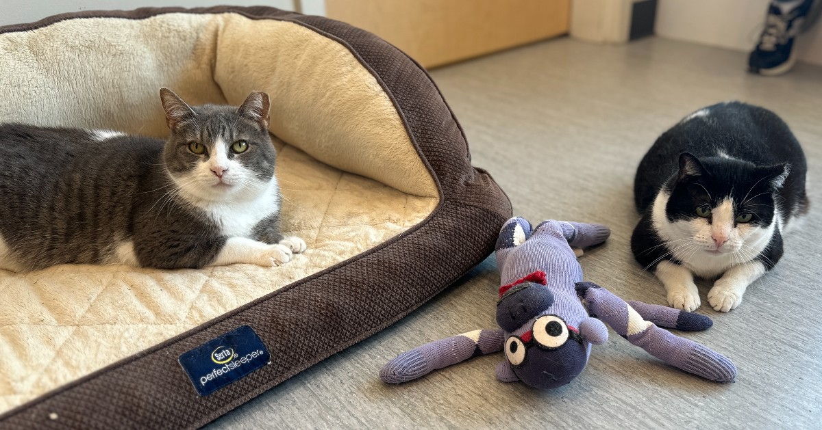 AnimalLeague's tweet photo. After abruptly losing their lifelong home, eight-year-old George Clooney (#BF4341) and five-year-old Grace Kelly (#BF4342) have settled into enjoying serene moments of sun-gazing and playtime within the safety Bianca’s Furry Friends. #GetYourRescueOn #Adopt #BiancasFurryFriends https://t.co/HUugzv7Ig7