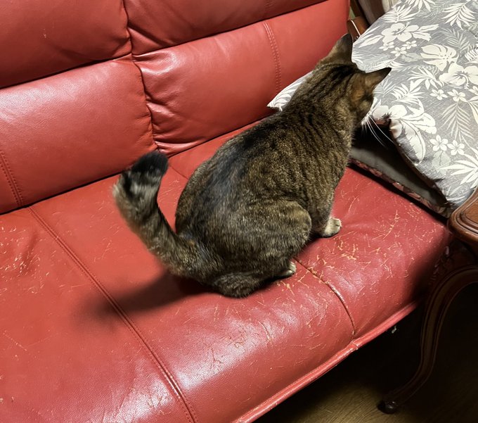 洞窟探検チャレンジ猫🐈⬛