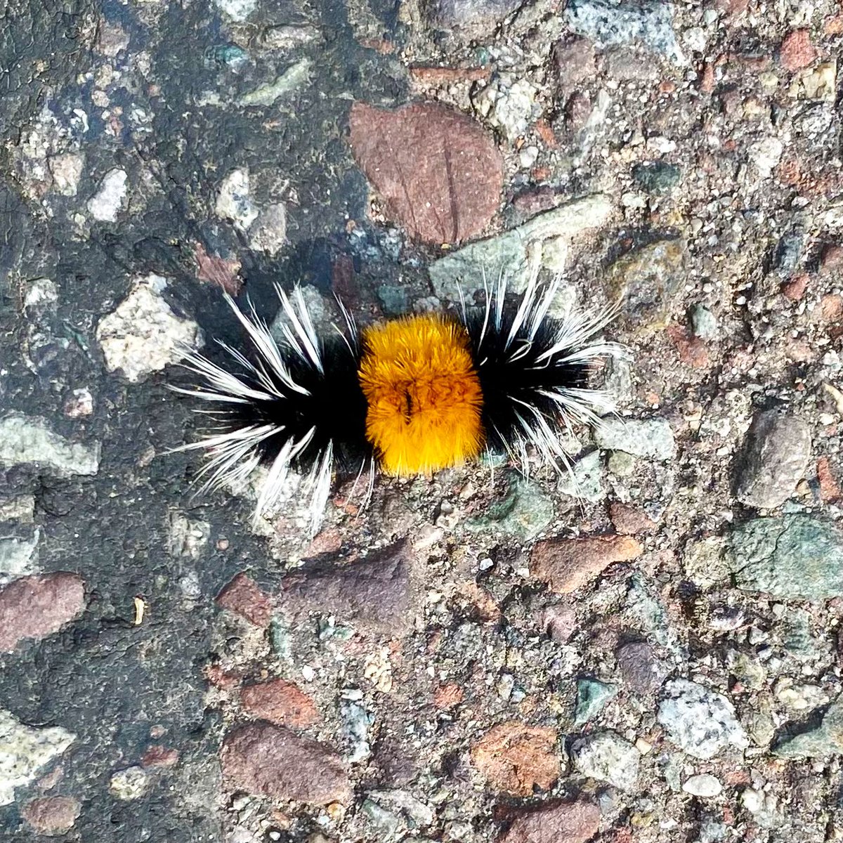 No doubt a <a href="/LifeAtPurdue/">Purdue University</a> alumni!