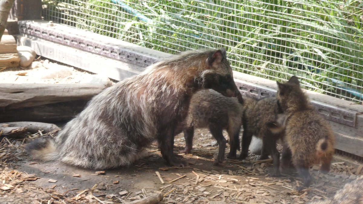 Daily Tanuki Bot (@dailytanuki) on Twitter photo 