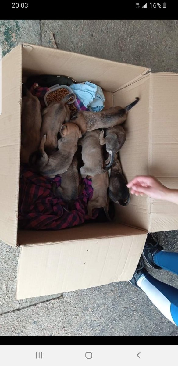 Fueron a <a href="/LigaBichera/">Liga Bichera Montevideo Refugio</a> . Necesitamos racion de cachorro!!! Hay 13 para alimentar 😪😪