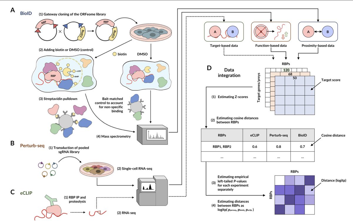 Faraz K Mardakheh (@fkhm) on Twitter photo Delighted to see this study on systematic identification of RBP networks out in <a href="/NatureComms/">Nature Communications</a>! A fun collaboration between the labs of <a href="/genophoria/">Hani Goodarzi</a>, <a href="/halfacrocodile/">Vanja (Ivan Kulakovskiy)</a>, and us!
Massive congratulations to <a href="/khorms57/">Matvei Khoroshkin</a> and other authors (including Martin)! 🎉
nature.com/articles/s4146… Delighted to see this study on systematic identification of RBP networks out in <a href="/NatureComms/">Nature Communications</a>! A fun collaboration between the labs of <a href="/genophoria/">Hani Goodarzi</a>, <a href="/halfacrocodile/">Vanja (Ivan Kulakovskiy)</a>, and us!
Massive congratulations to <a href="/khorms57/">Matvei Khoroshkin</a> and other authors (including Martin)! 🎉
nature.com/articles/s4146…