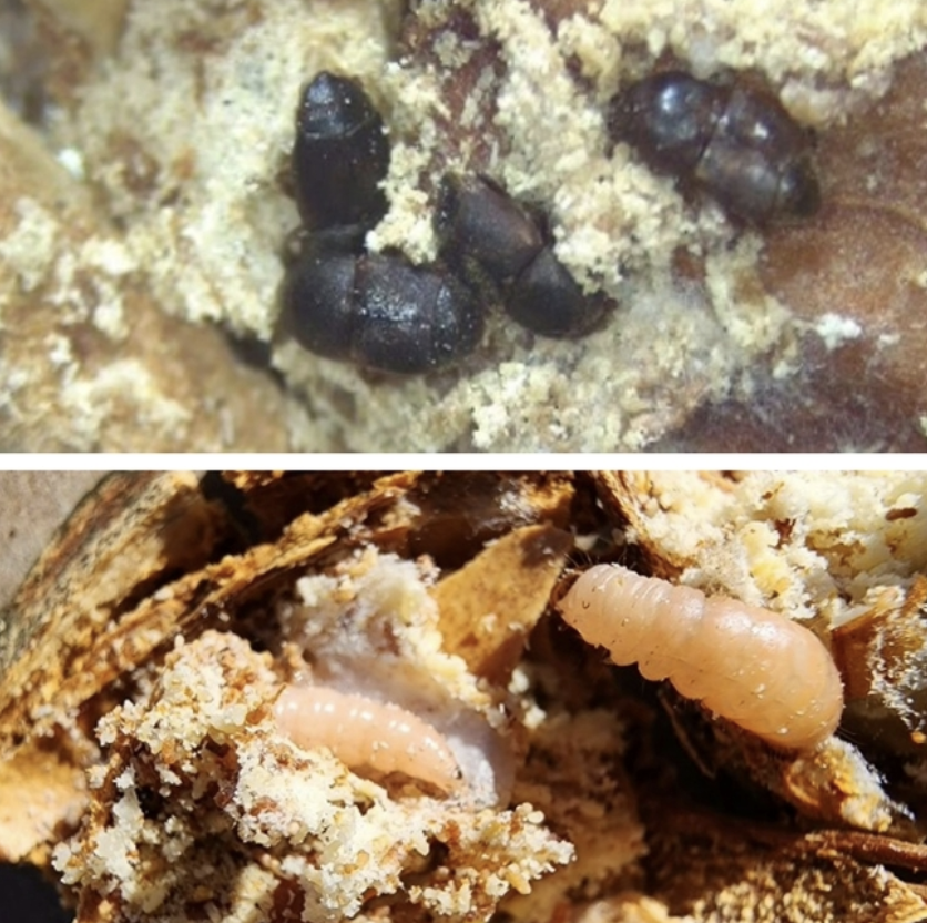 Ag&Natural Resources (@ucanr) on Twitter photo To help #almond growers identify the carpophilus beetle and develop management plans, <a href="/JhalendraRijal/">Jhalendra Rijal</a>, Houston Wilson <a href="/treecrops/">Houston Wilson</a>, and their IPM colleagues have put together a visual ID guide for the beetle and the damage it causes. #UCCE
More ➡️bit.ly/3XbXf1e To help #almond growers identify the carpophilus beetle and develop management plans, <a href="/JhalendraRijal/">Jhalendra Rijal</a>, Houston Wilson <a href="/treecrops/">Houston Wilson</a>, and their IPM colleagues have put together a visual ID guide for the beetle and the damage it causes. #UCCE
More ➡️bit.ly/3XbXf1e