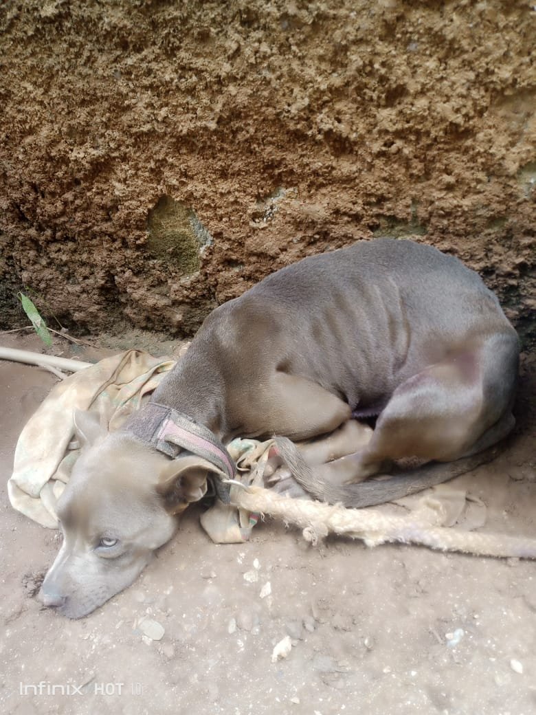 Esta perrita de 4 años aproximado la tiene un choco en Araira Sector Colinas en Guatire Estado Miranda y no quiere entregarla. Así está todo el día. 04123284226 <a href="/TarekWiliamSaab/">Tarek William Saab</a> @misionne